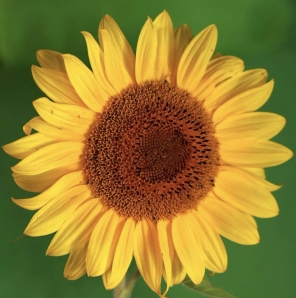 sunflower-background-summer-flowers-green-32800